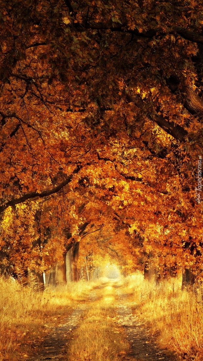 Droga wśród jesiennych drzew