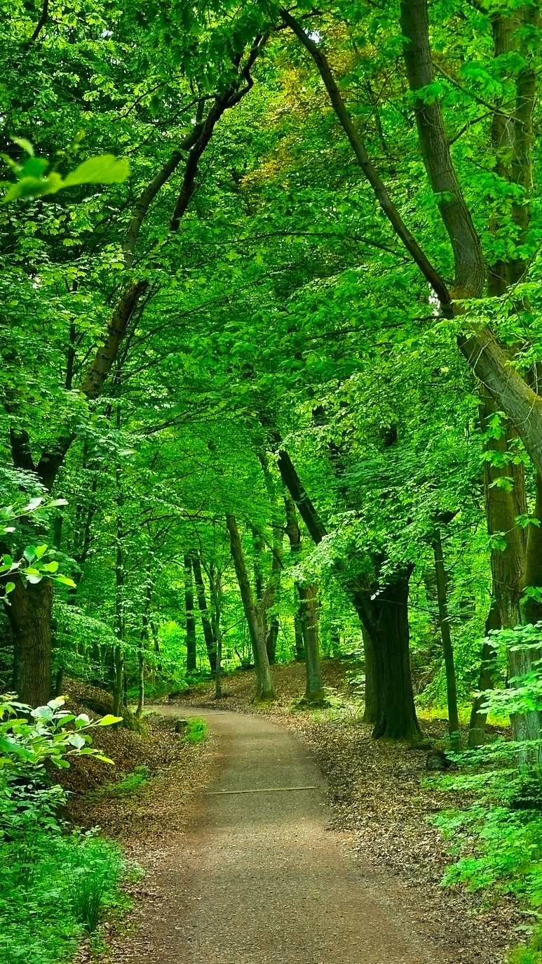 Droga wśród zielonych drzew