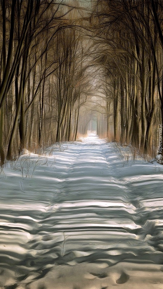 Droga zimą przez las