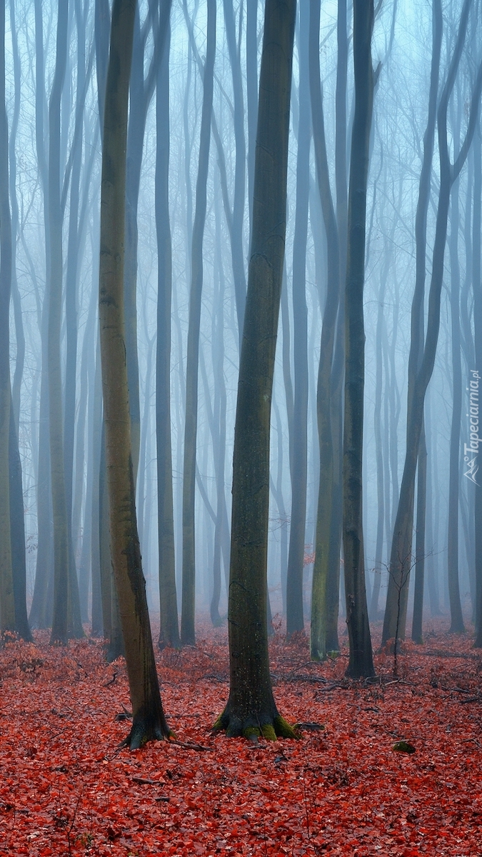 Drzewa i czerwone liście w zamglonym lesie