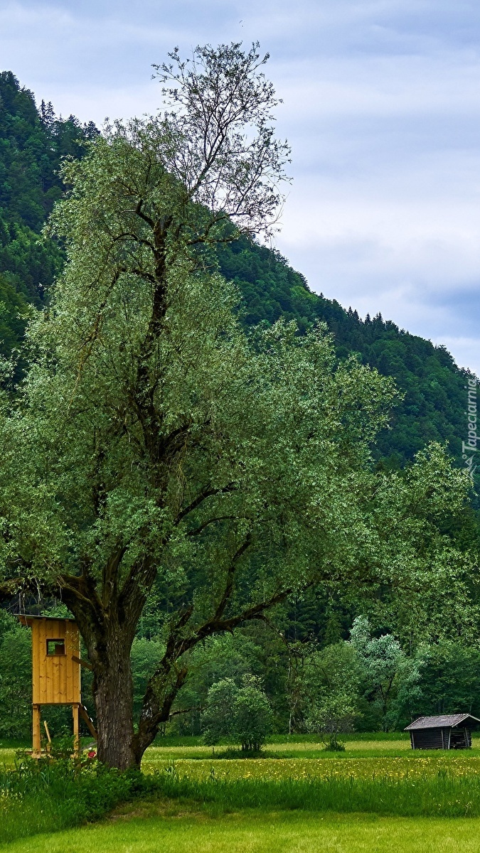 Drzewa i domki na łące w rezerwacie przyrody