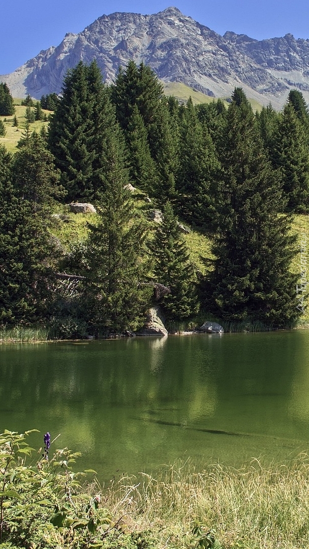 Drzewa i jezioro w szwajcarskich górach