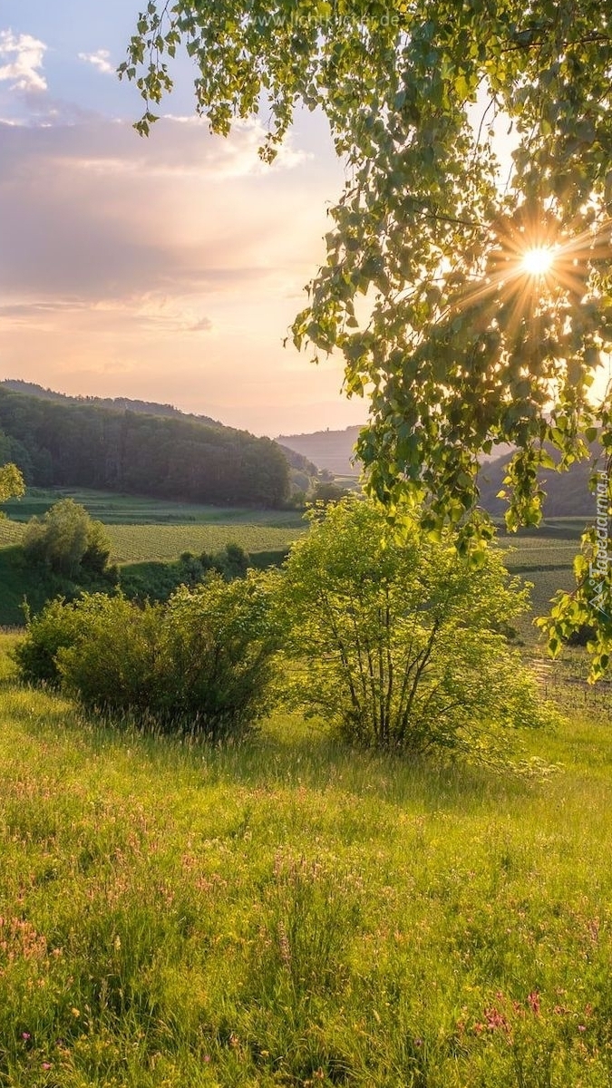 Drzewa i krzewy na łące