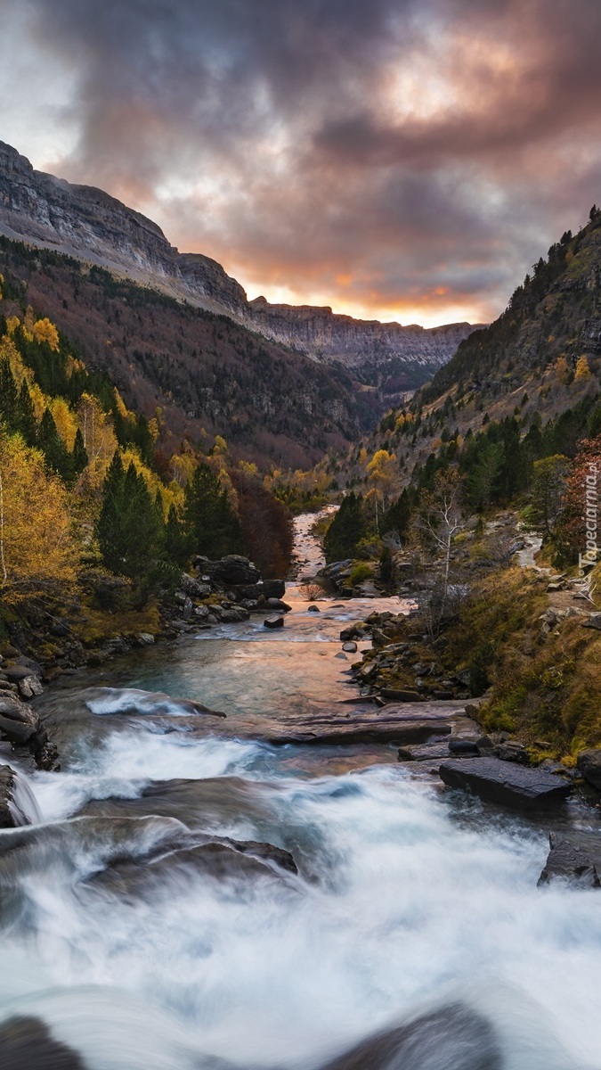 Drzewa i krzewy nad górską rzeką