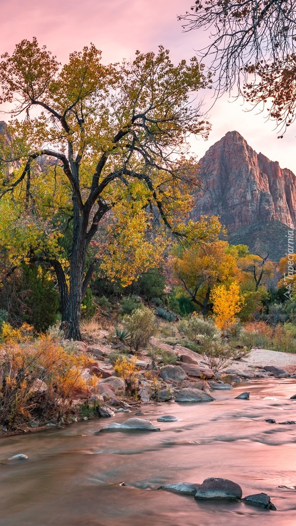 Drzewa i krzewy nad rzeką Virgin River