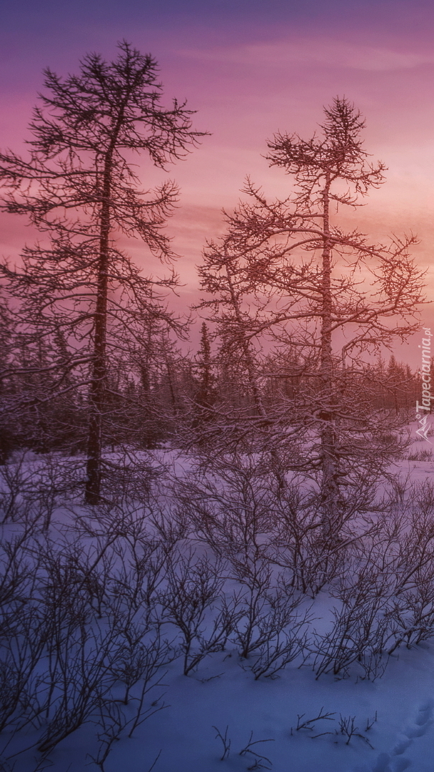 Drzewa i krzewy w śniegu o wschodzie słońca