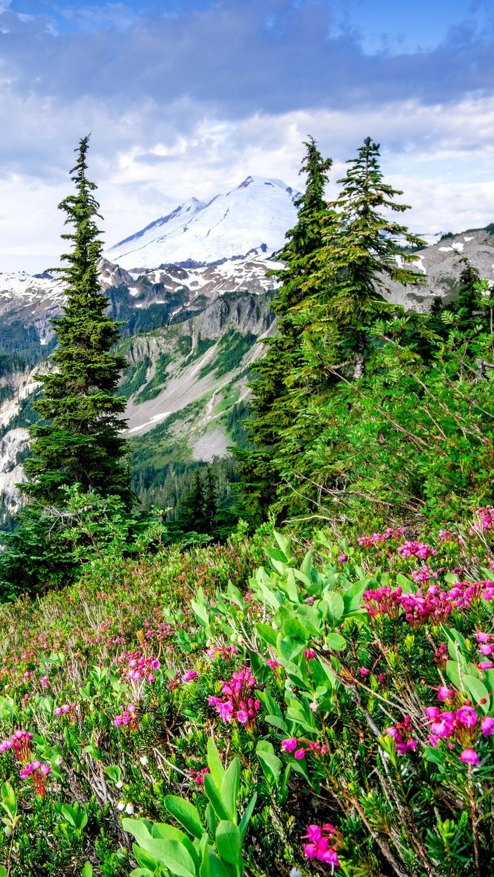 Drzewa i kwiaty na tle szczytu Mount Baker