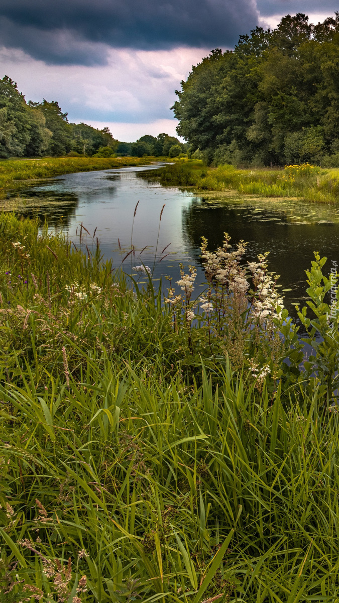 Drzewa i łąki nad rzeką