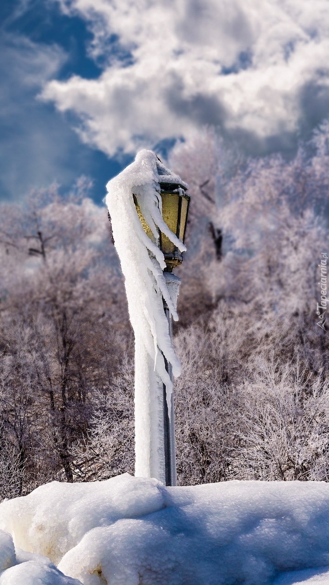 Drzewa i latarnia otulone śniegiem