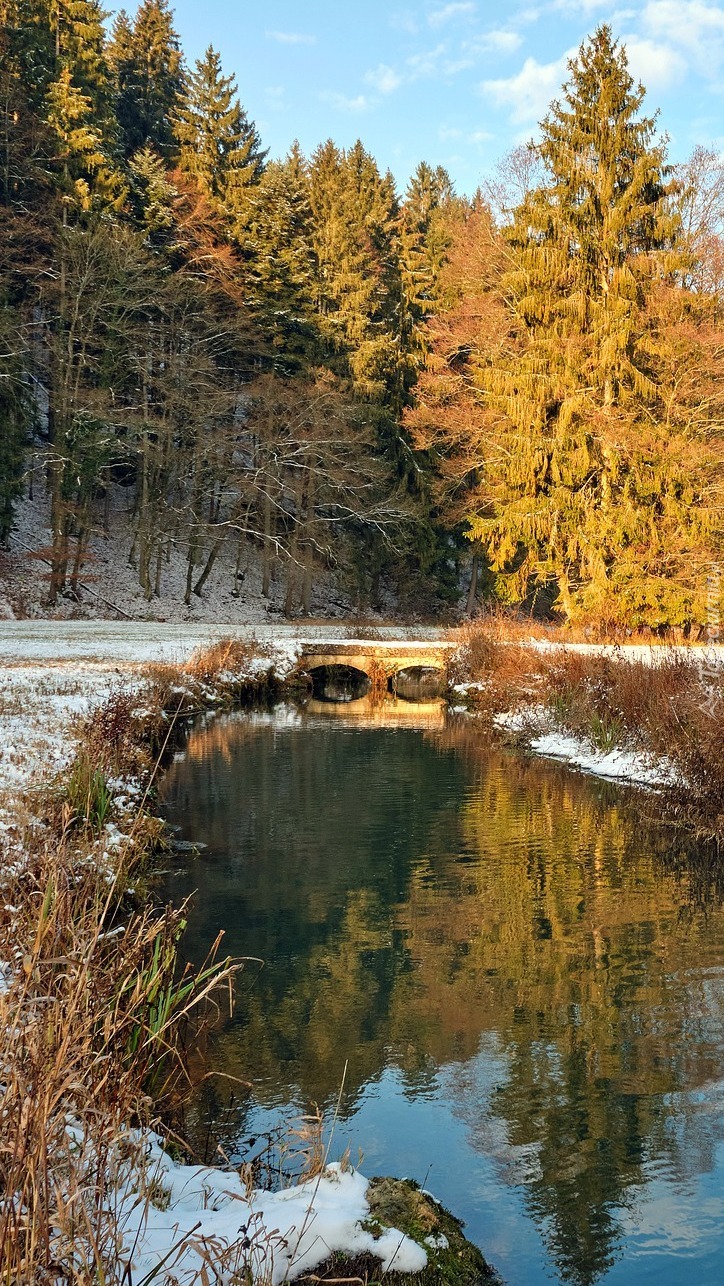 Drzewa i ośnieżona trawa nad rzeką