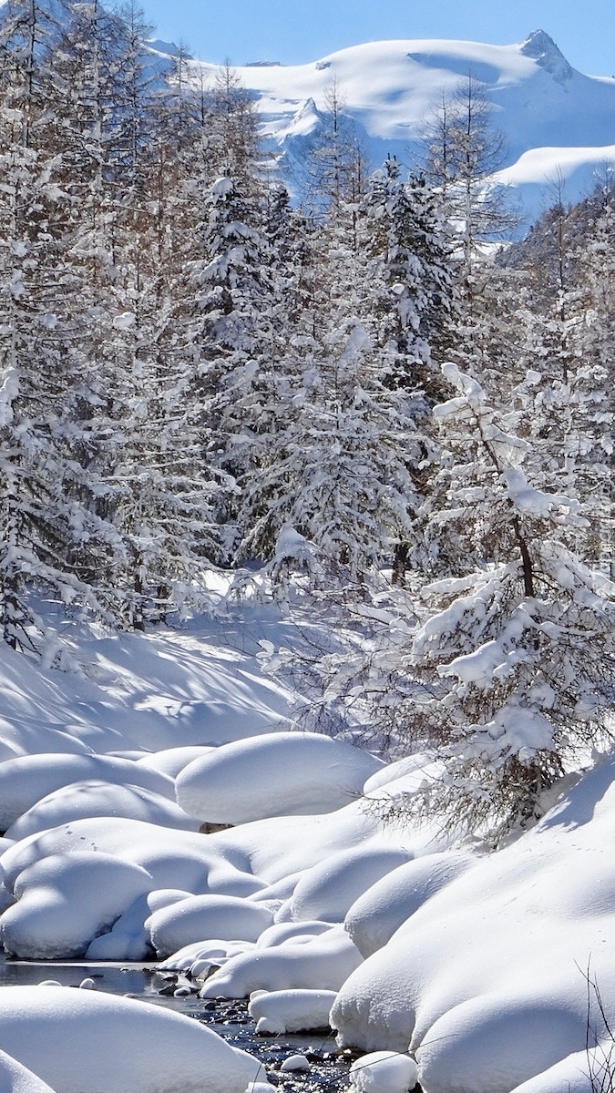 Drzewa i potok zasypane śniegiem