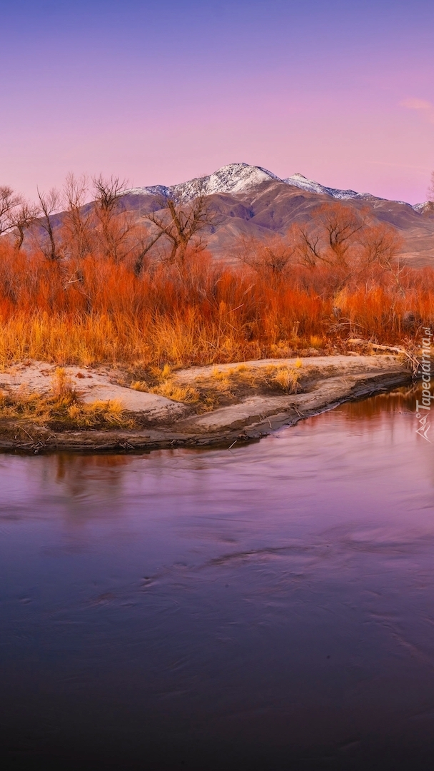 Drzewa i pożółkłe trawy nad rzeką Owens River