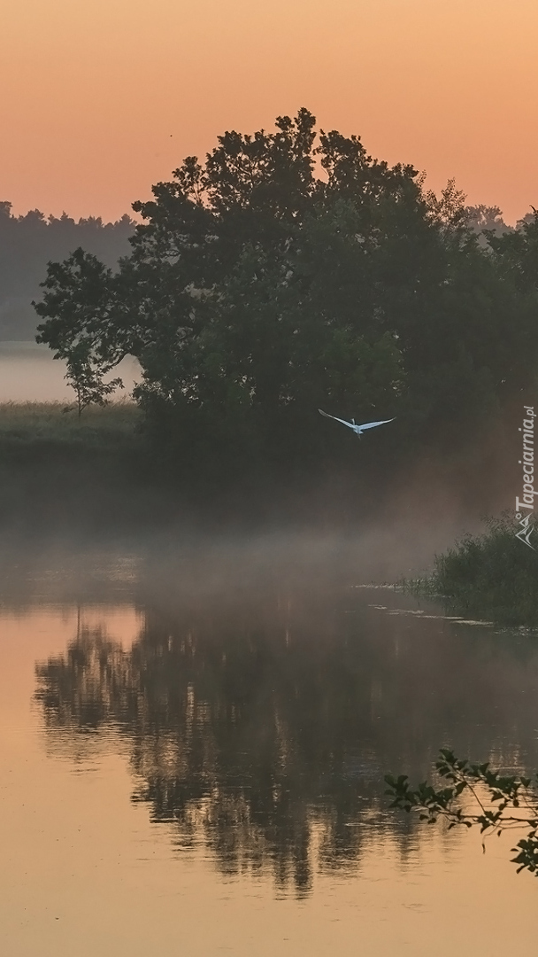 Drzewa i ptak nad zamgloną rzeką