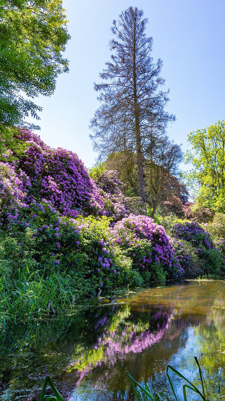 Drzewa i rododendrony nad stawem