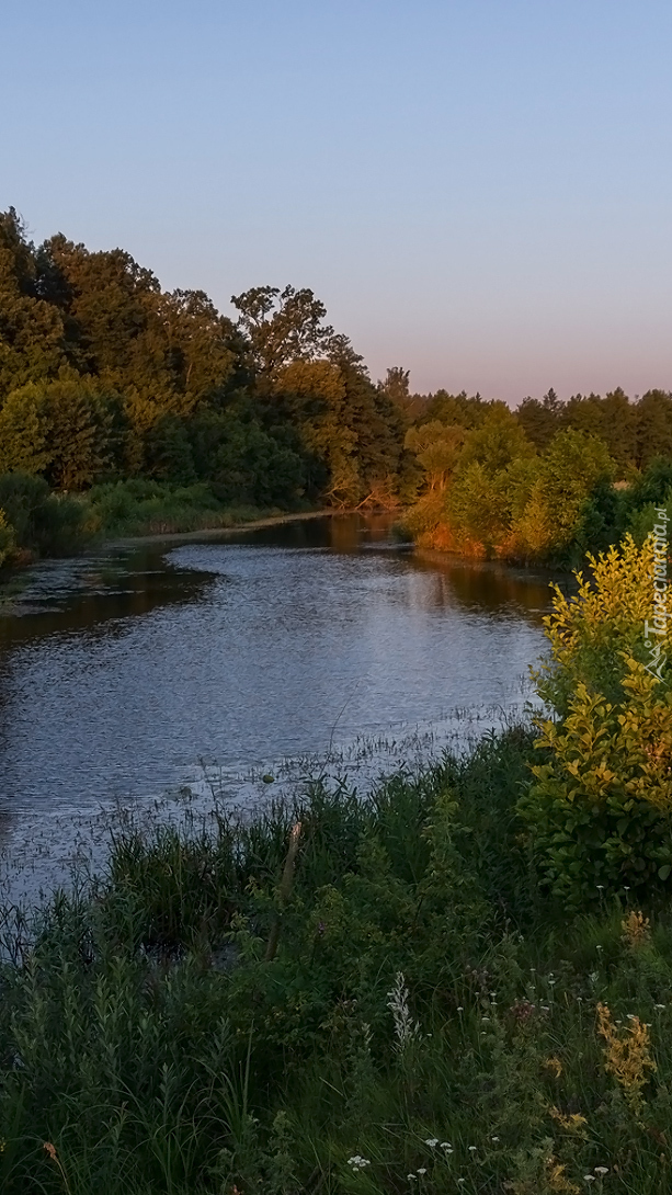 Drzewa i rośliny nad rzeką