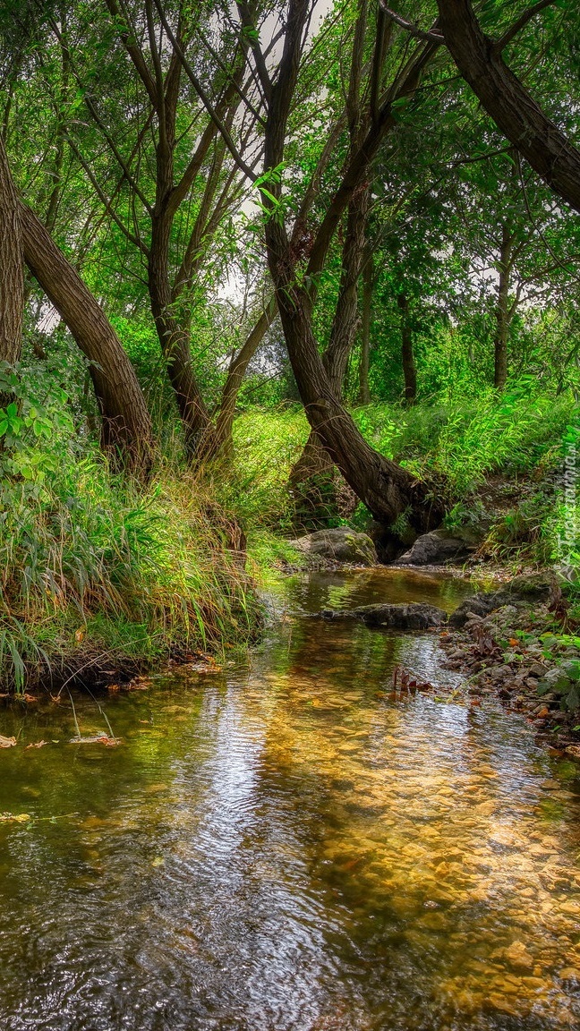 Drzewa i rośliny nad strumieniem