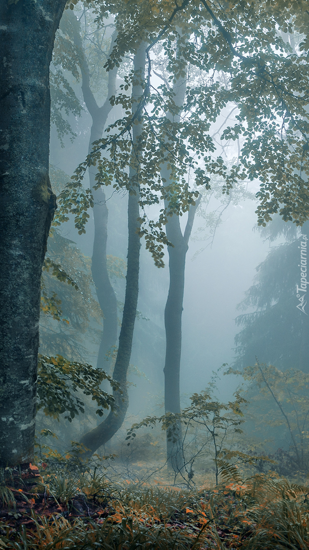 Drzewa i rośliny we mgle