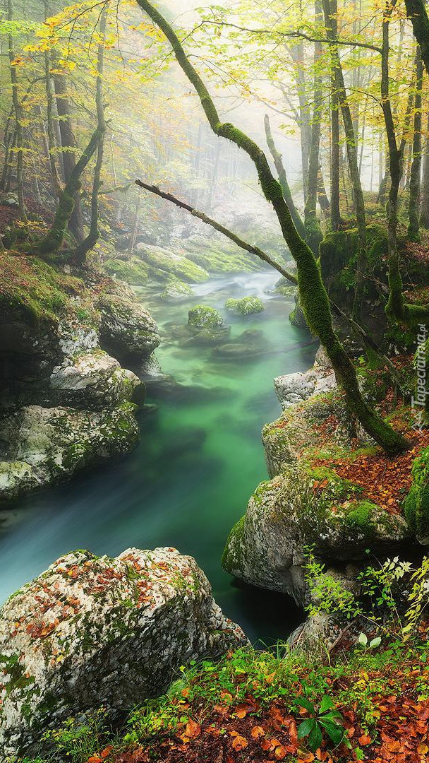 Drzewa i skały nad rzeką