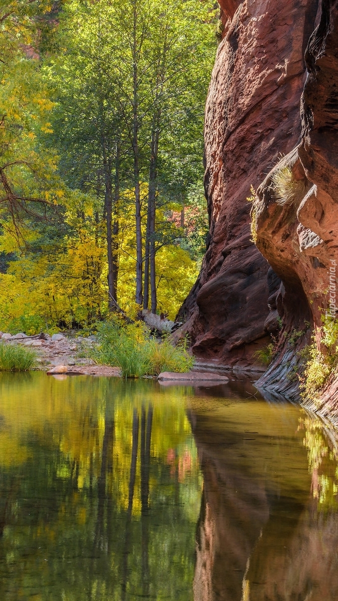 Drzewa i skały nad rzeką Oak Creek