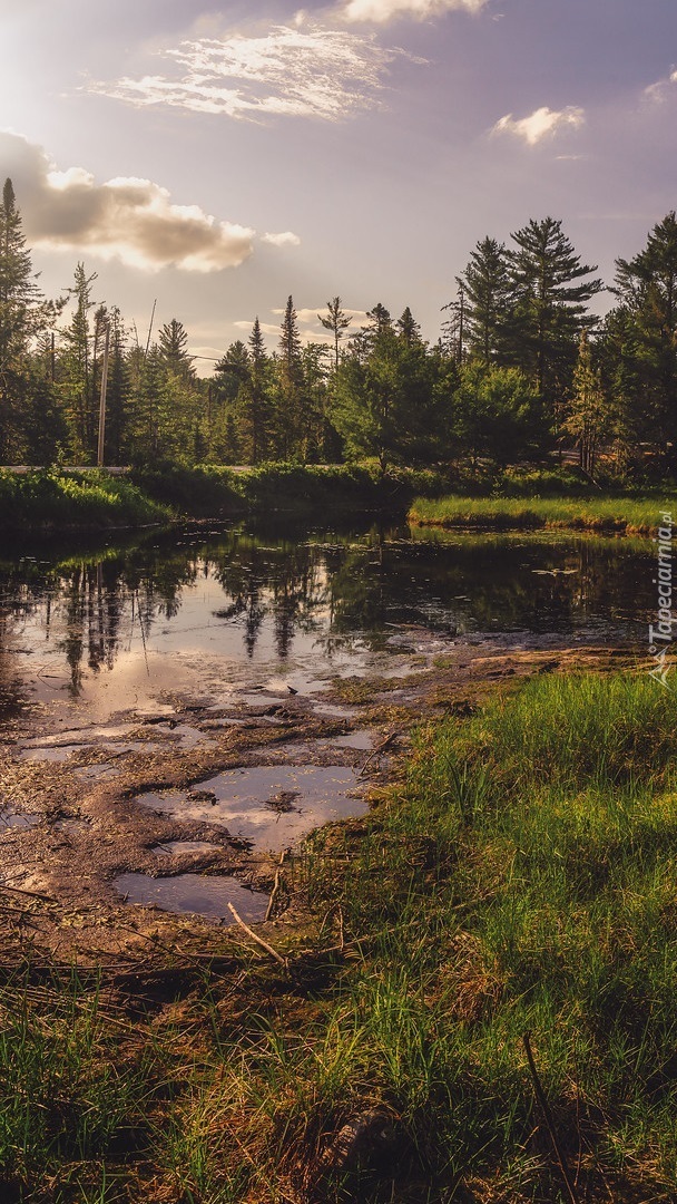 Drzewa i trawa nad stawem