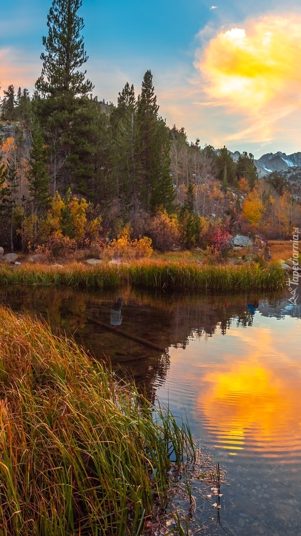 Drzewa i trawy nad jeziorem North Lake