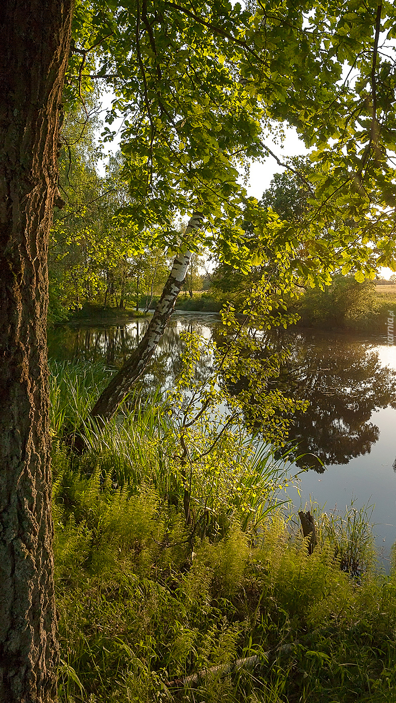 Drzewa i trawy nad rzeką