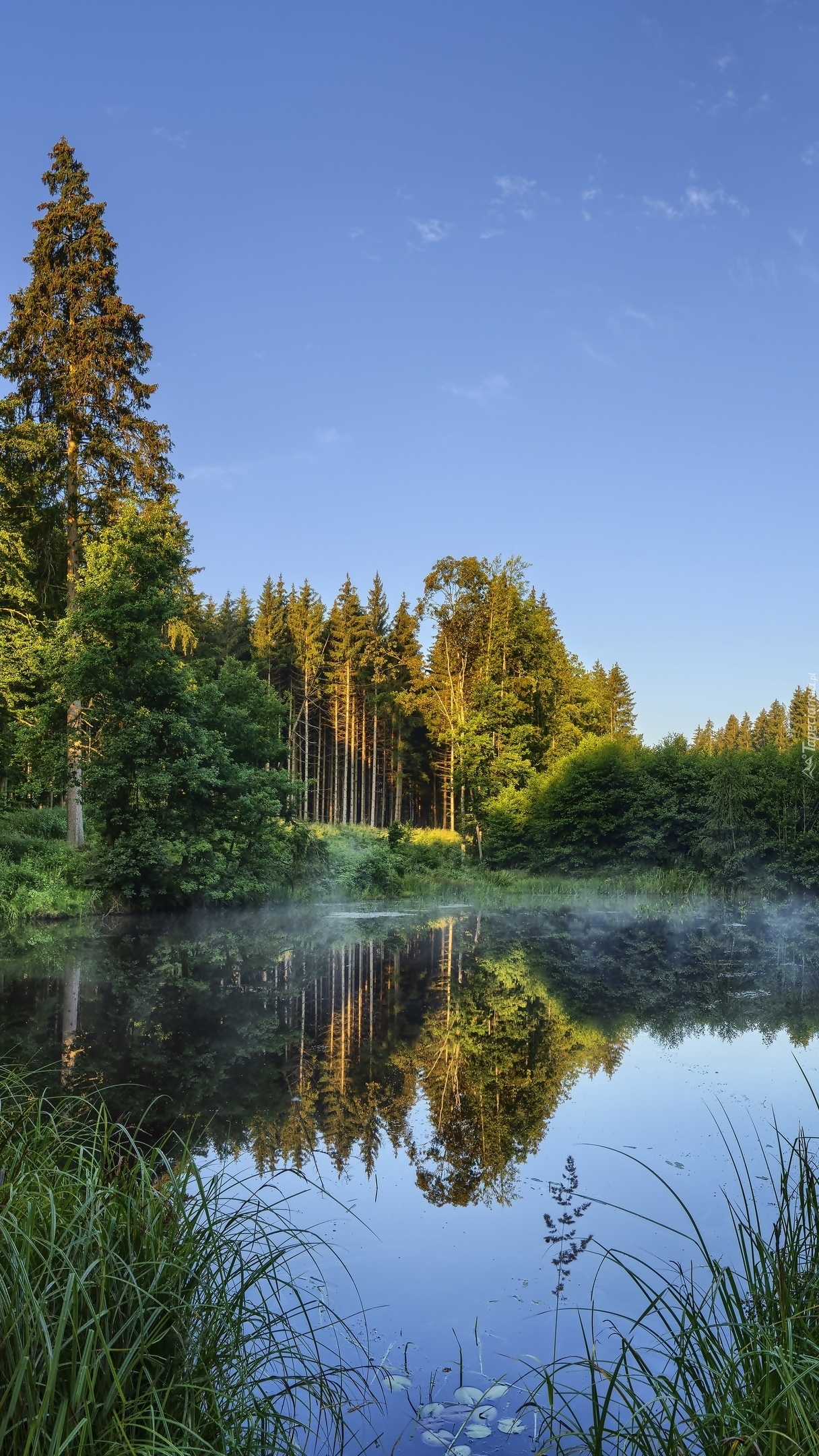 Drzewa i trawy nad stawem