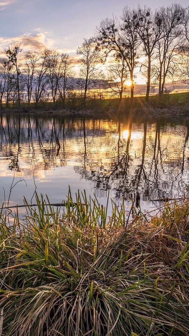 Drzewa i trawy nad stawem