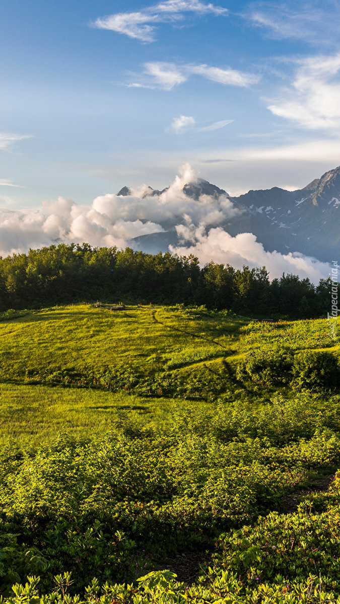 Drzewa i trawy w górach Kaukazu