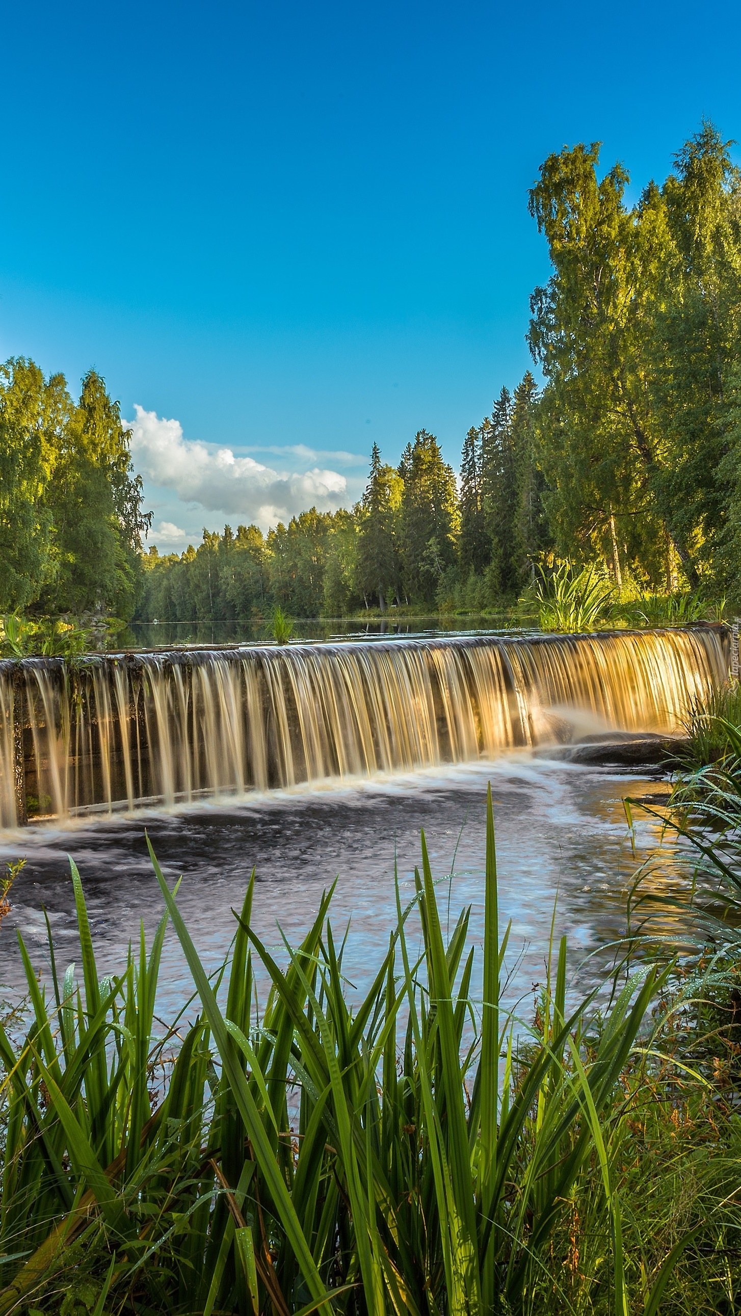 Drzewa i zarośla nad rzeką