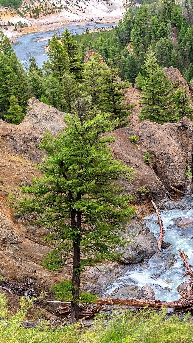 Drzewa iglaste na skałach nad rzeką