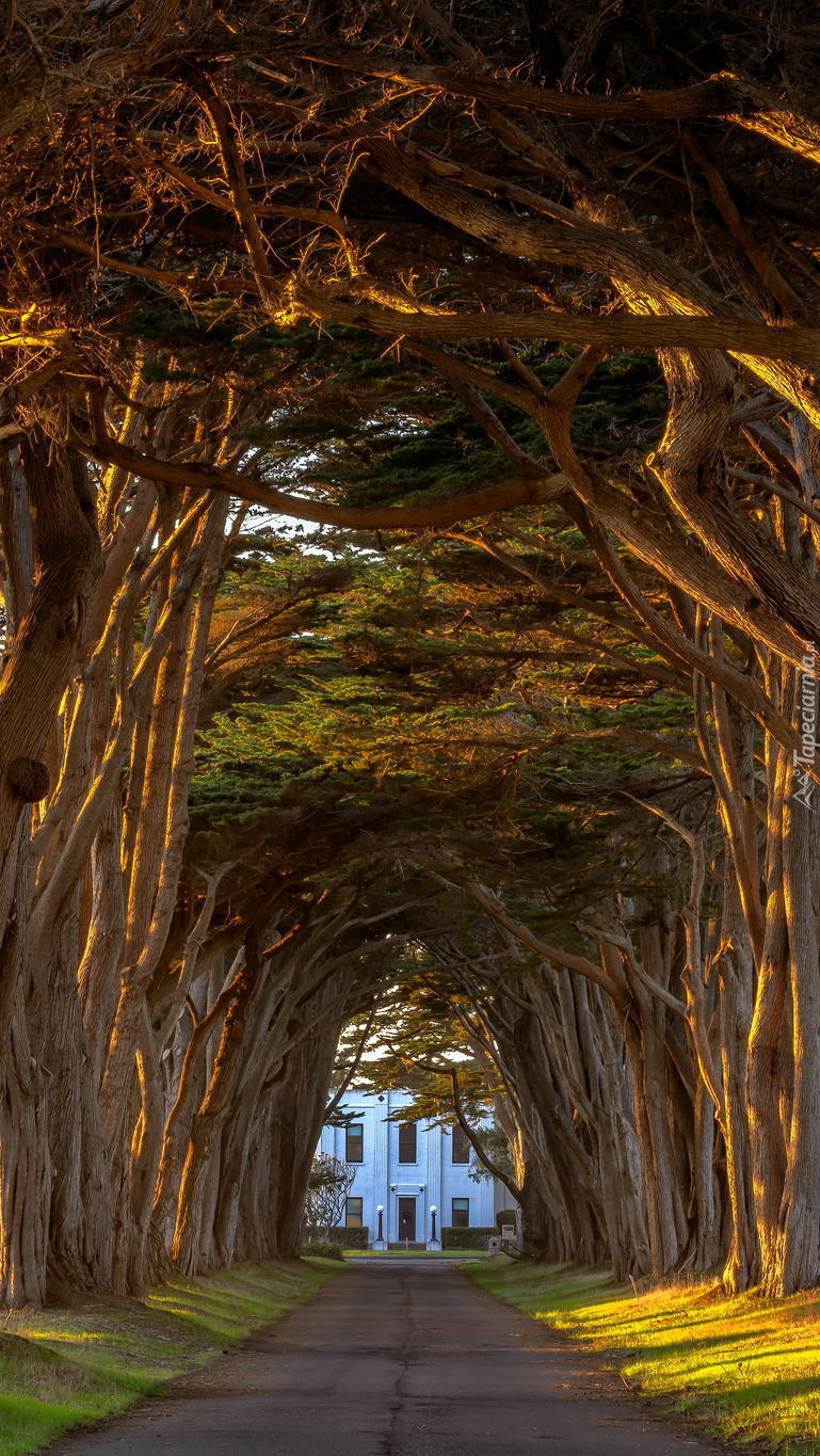 Drzewa jak tunel drogowy