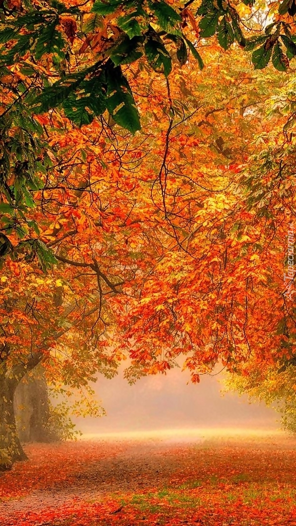Drzewa jesienią we mgle
