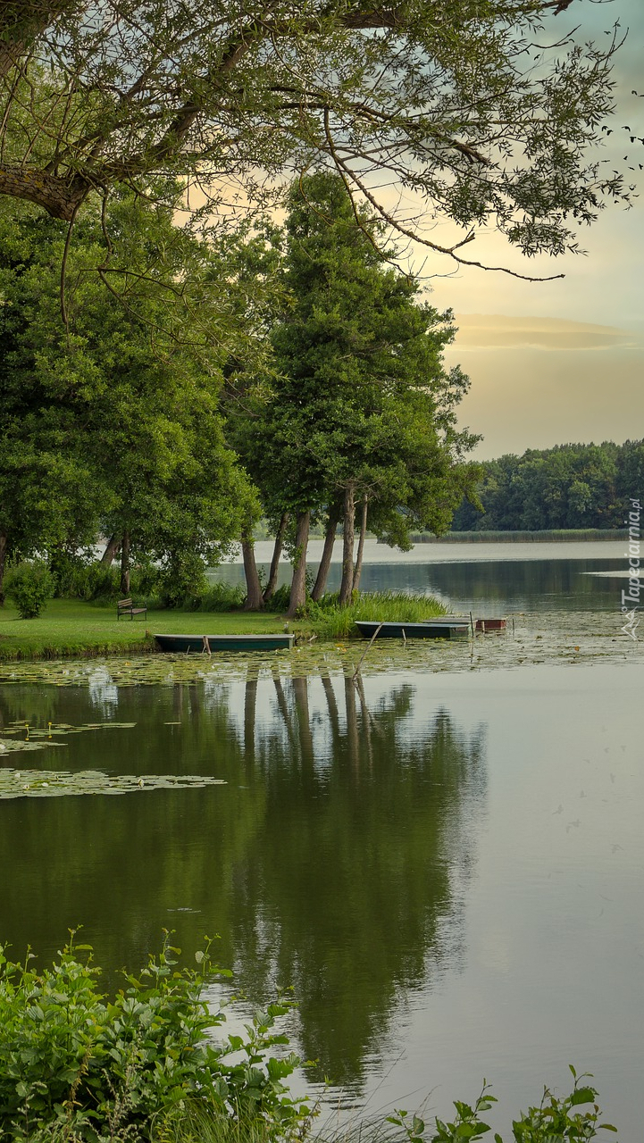 Drzewa na brzegu jeziora Lychensee