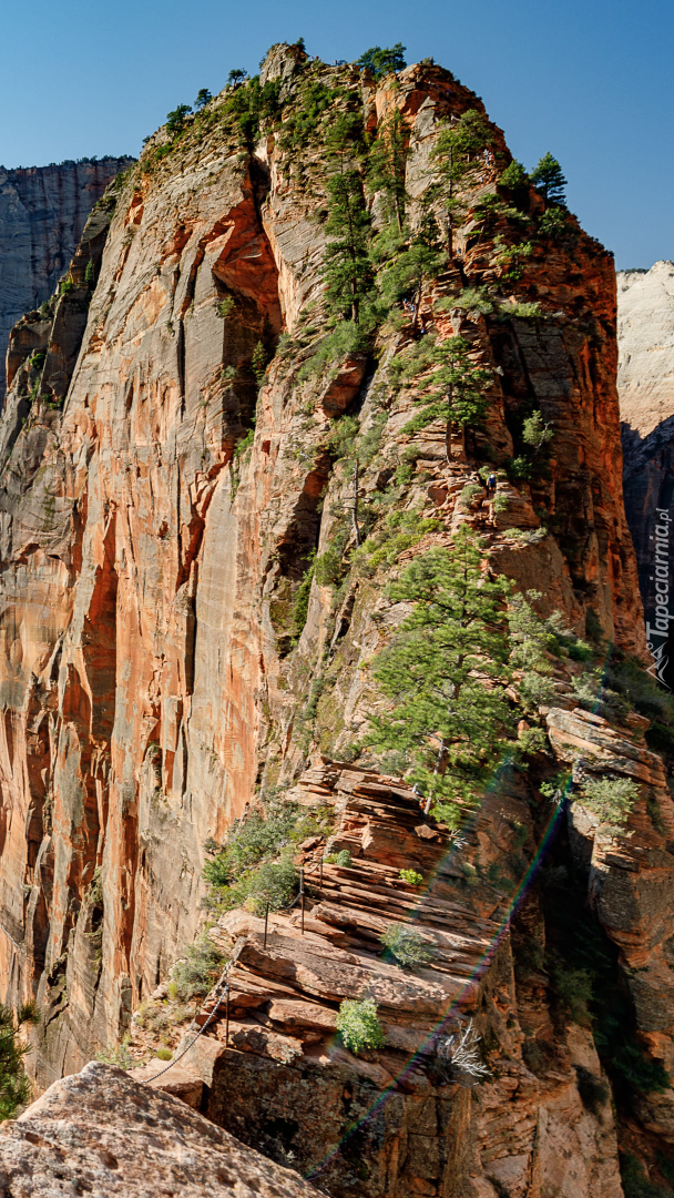 Drzewa na formacji Angels Landing