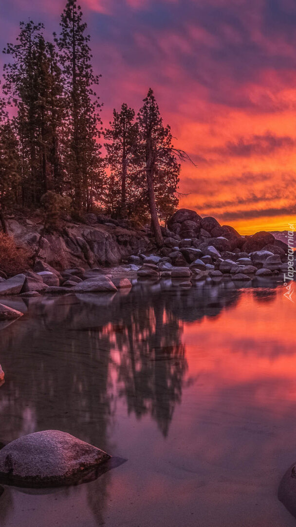 Drzewa na kamieniach nad jeziorem Lake Tahoe