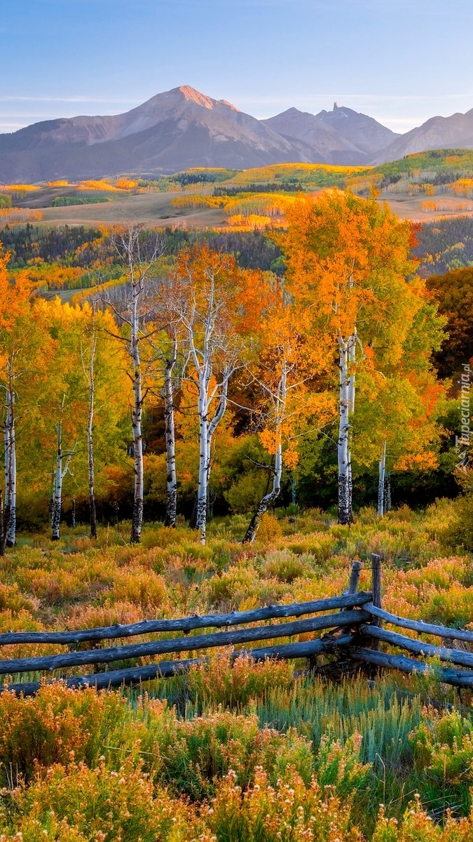 Drzewa na łące i góry San Juan Mountains