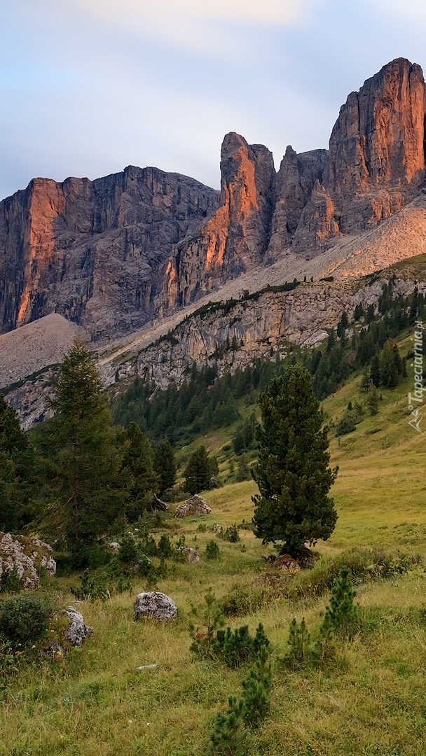 Drzewa na łące w Dolomitach