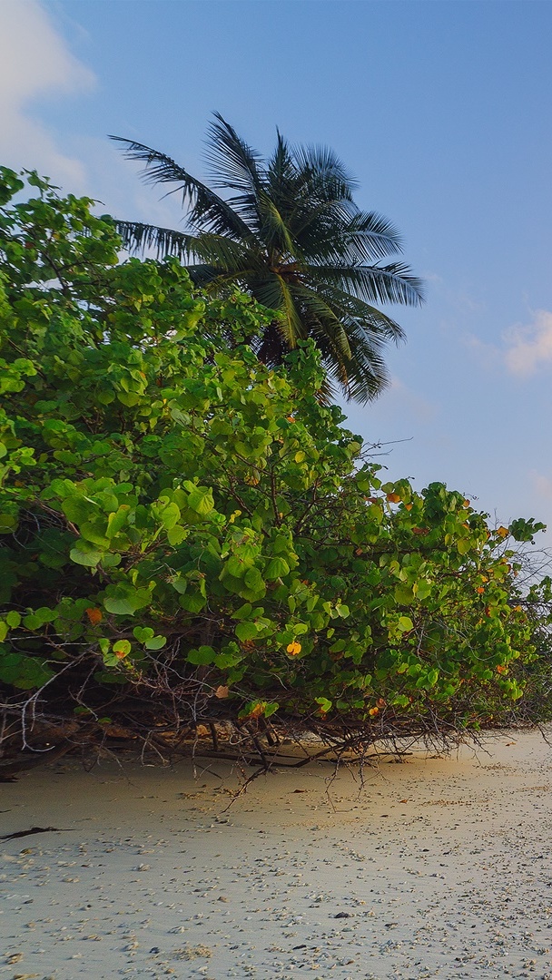 Drzewa na plaży na wyspie Feridhoo