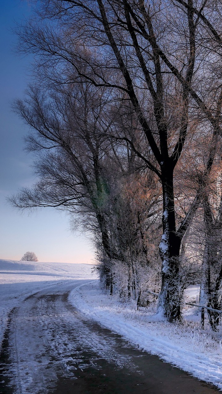 Drzewa na poboczu zaśnieżonej drogi