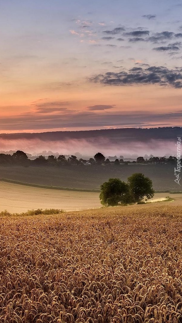 Drzewa na polu zbożowym