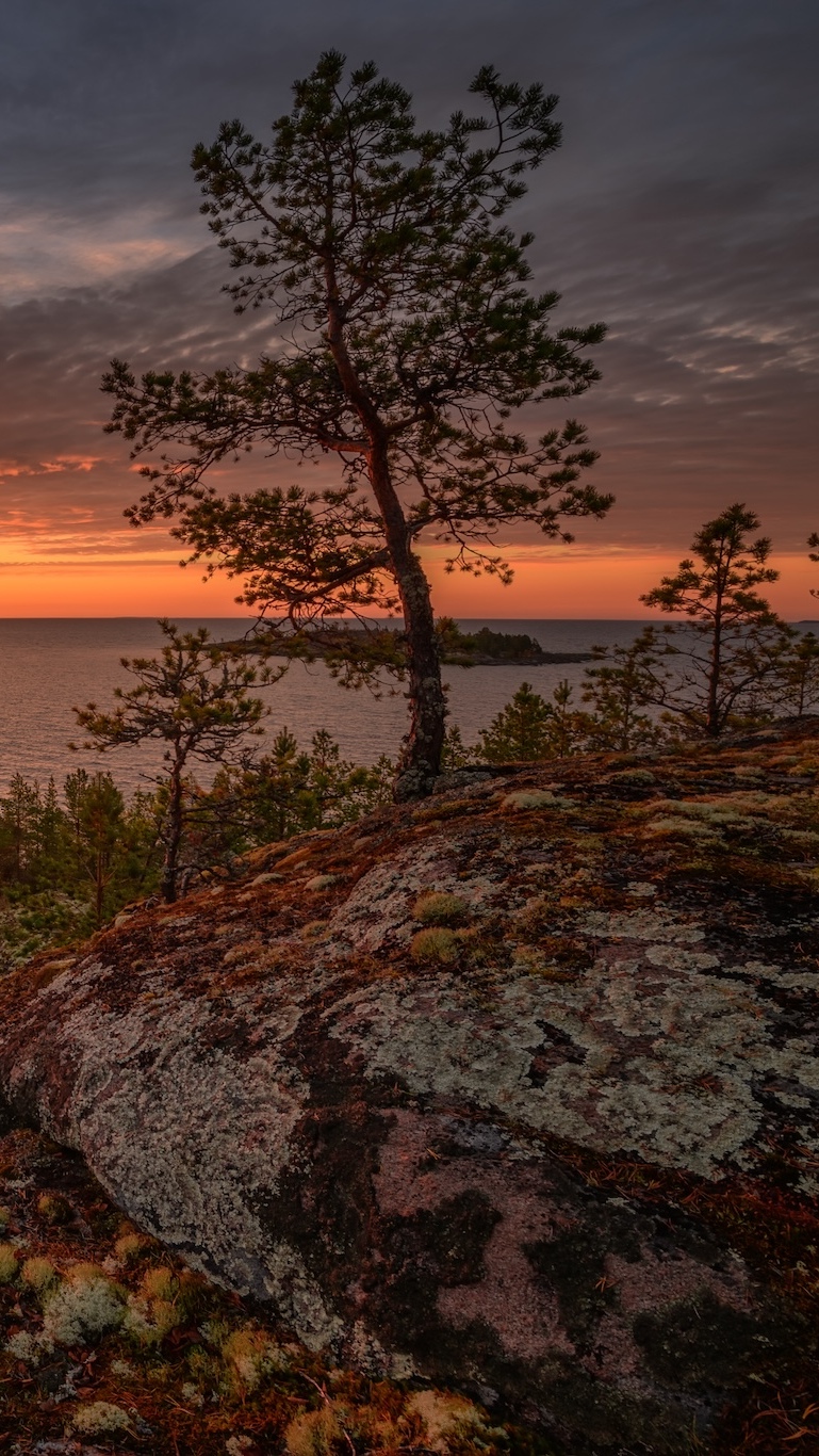 Drzewa na skałach nad jeziorem Ładoga o zachodzie słońca