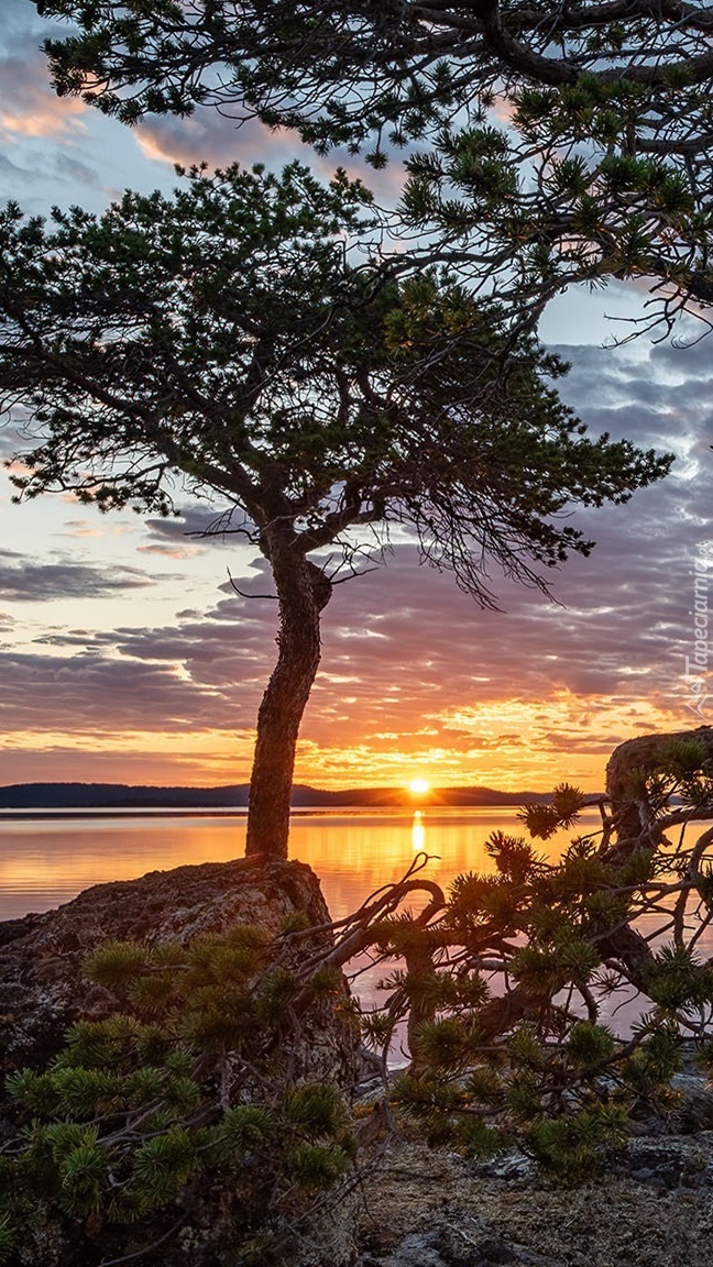 Drzewa na skałach nad jeziorem Lake Inari