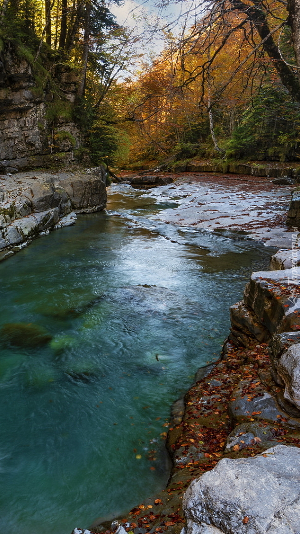 Drzewa na skałach nad rzeką Vellos River