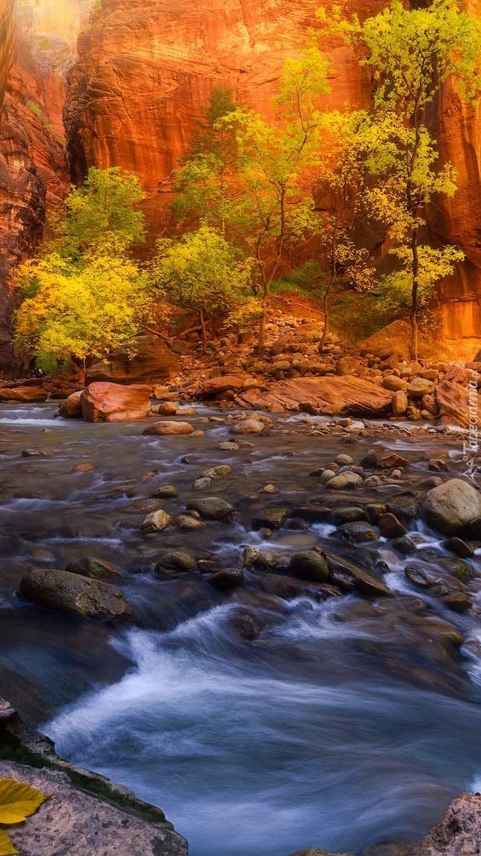 Drzewa na skałach nad rzeką w kanionie Zion Narrows