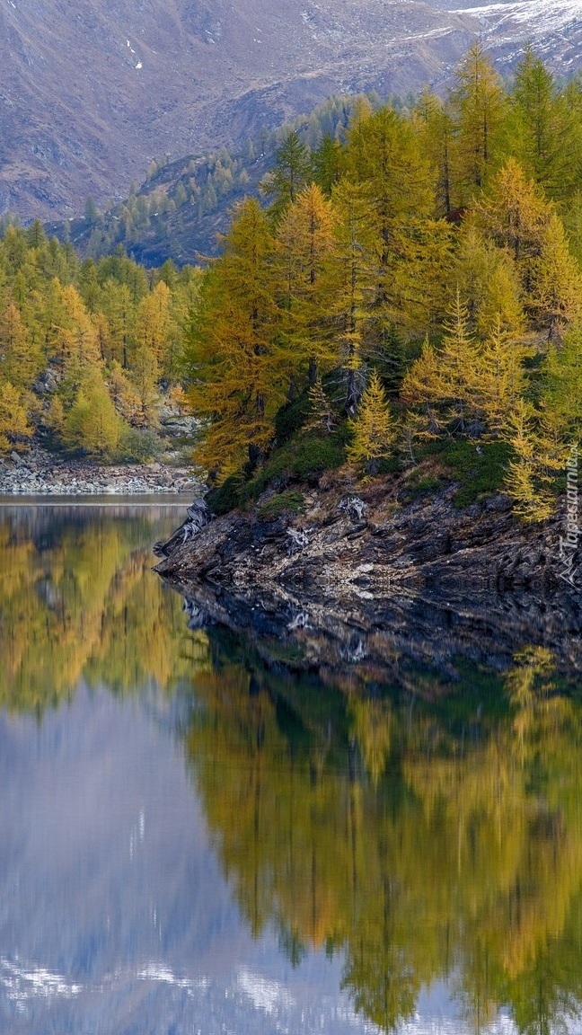 Drzewa na skałach w jeziorze