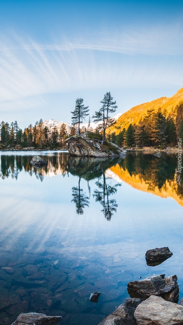 Drzewa na skałach w jeziorze Lago di Saoseo