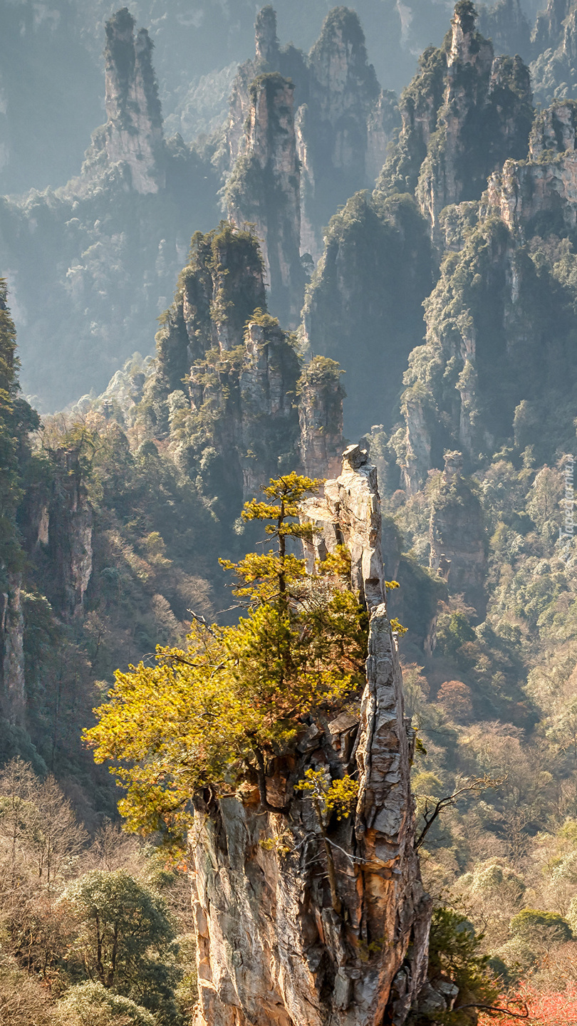 Drzewa na skałach w Zhangjiajie National Forest Park