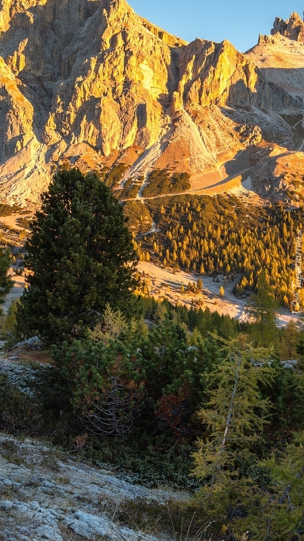 Drzewa na tle Dolomitów