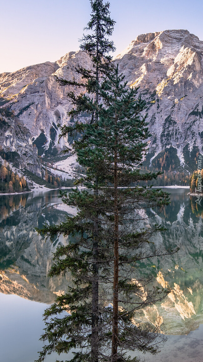 Drzewa na tle Dolomitów